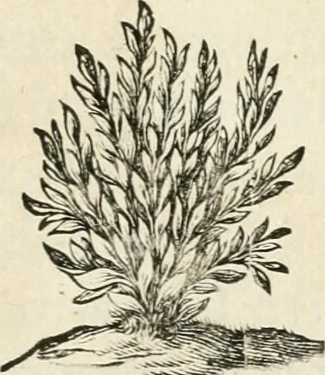 An illustration from Veterum Romanorum Religio castrametatio, disciplina militaris ut & balneae ex antiquis numismatibus & lapidibus demonstrata, 1686, leaf 8