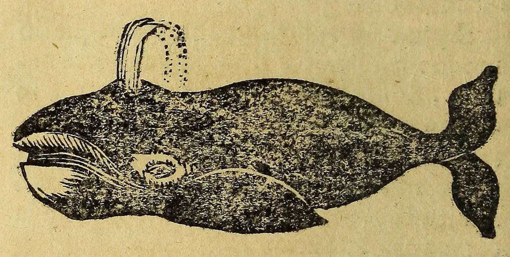An illustration from Viaggio di Spizberga o' Gronlanda fatto da Federico Martens amburghese l'anno 1671. : Que si descriuono que' remotissimi paesi del settentrione sotto gli 81. gradi, ne' quali soggiorna il sole per lo spazio di tre mesi intieri. Con vna copiosa relazione di quell' aggiacciato clima, e de gli vccelli, quadrupedi, pesci, e piante rare, che vi nascono, colla descrizione delle balene, e lor pesca., 1680, leaf 210