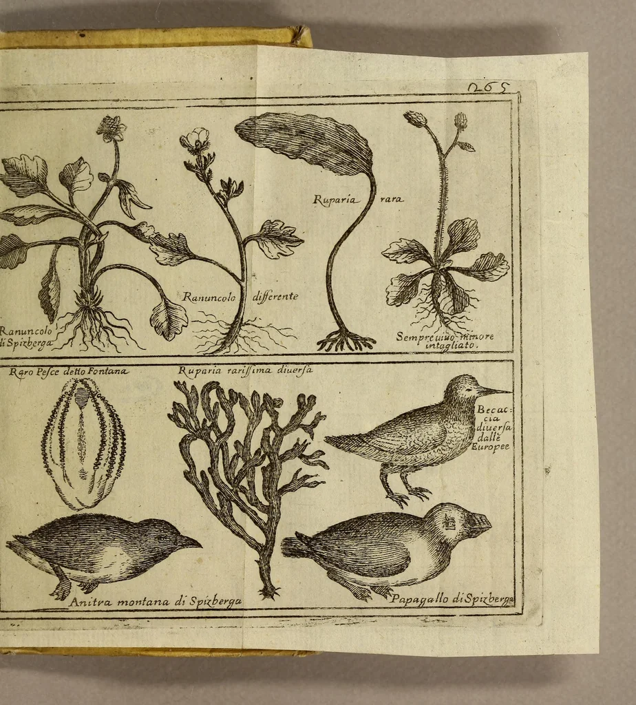 An illustration from Viaggio di Spizberga o' Gronlanda fatto da Federico Martens amburghese l'anno 1671. : Que si descriuono que' remotissimi paesi del settentrione sotto gli 81. gradi, ne' quali soggiorna il sole per lo spazio di tre mesi intieri. Con vna copiosa relazione di quell' aggiacciato clima, e de gli vccelli, quadrupedi, pesci, e piante rare, che vi nascono, colla descrizione delle balene, e lor pesca., 1680, leaf 275