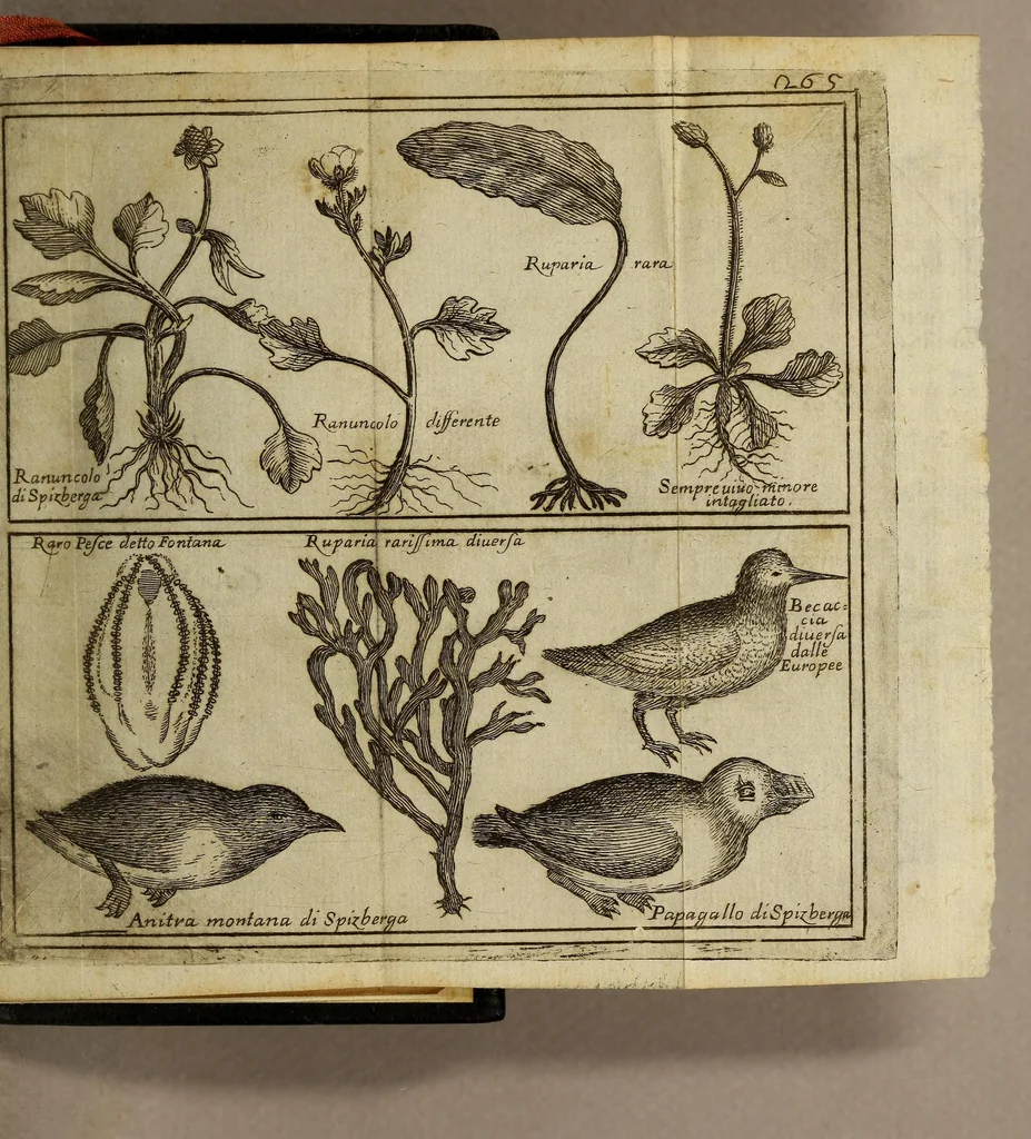 An illustration from Viaggio di Spizberga o' Gronlanda fatto da Federico Martens amburghese l'anno 1671. : Que si descriuono que' remotissimi paesi del settentrione sotto gli 81. gradi, ne' quali soggiorna il sole per lo spazio di tre mesi intieri. Con vna copiosa relazione di quell' aggiacciato clima, e de gli vccelli, quadrupedi, pesci, e piante rare, che vi nascono, colla descrizione delle balene, e lor pesca., 1680, leaf 273