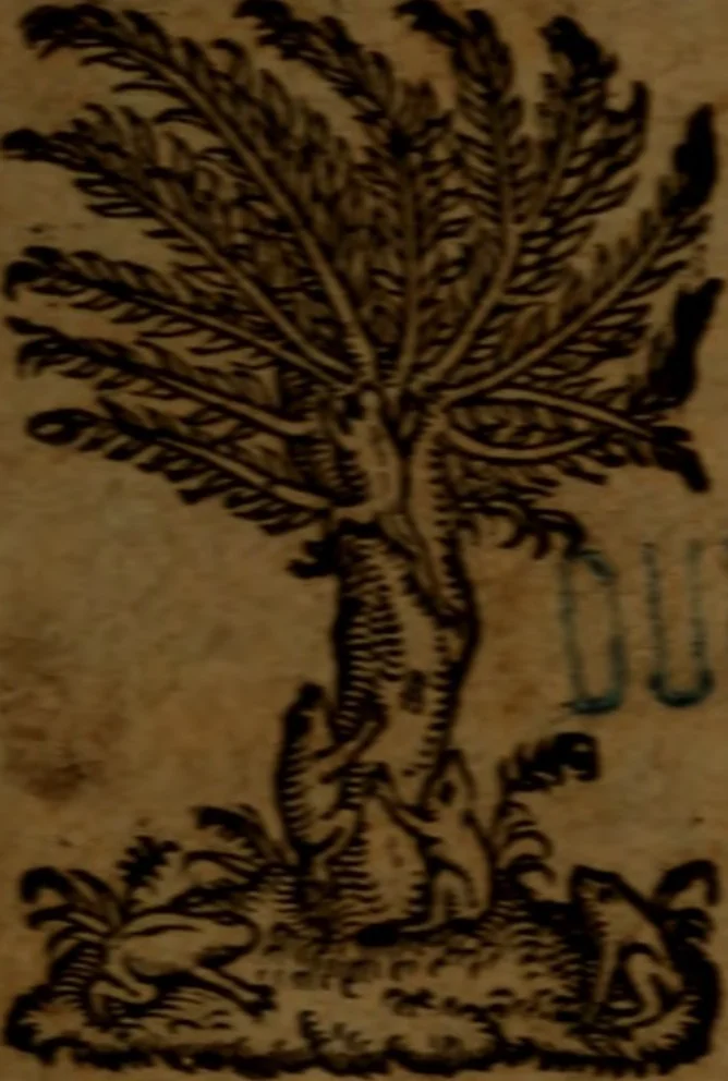 An illustration from Viaticum novum : de omnium fere particularium morborum curatione liber, authoris innominati quidem, sed longè doctissimi, verè aureus & incomparabilis, 1578, leaf 4