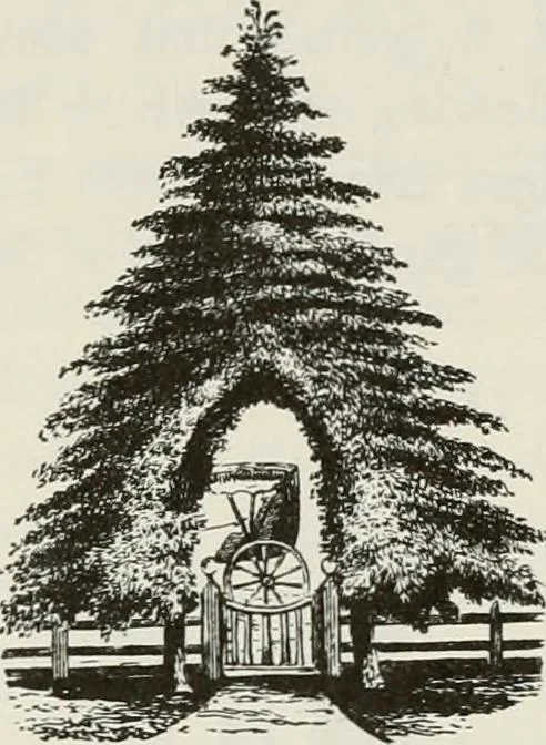 An illustration from Victorian gardens: The art of beautifying suburban home grounds, 1870, leaf 121
