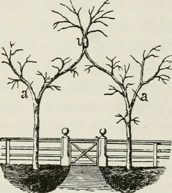 An illustration from Victorian gardens: The art of beautifying suburban home grounds, 1870, leaf 127