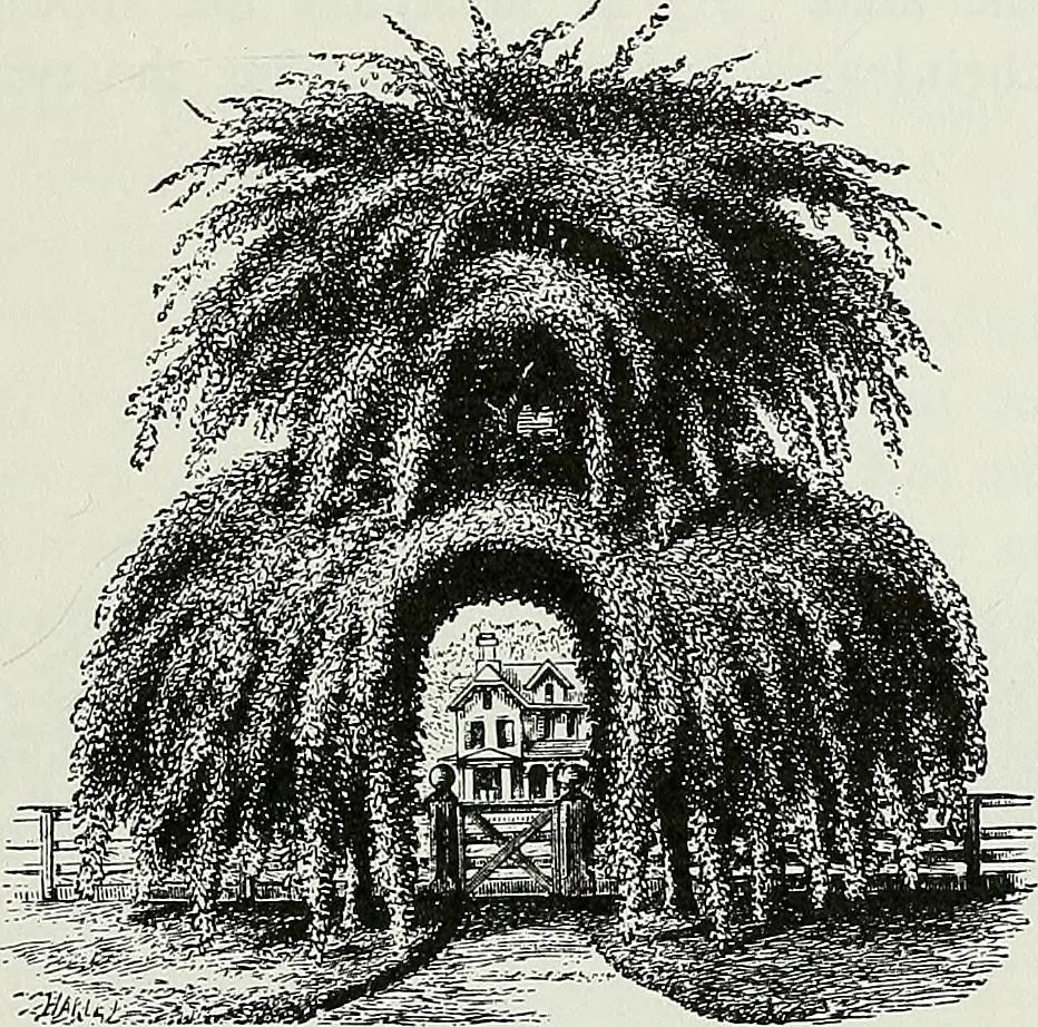 An illustration from Victorian gardens: The art of beautifying suburban home grounds, 1870, leaf 128