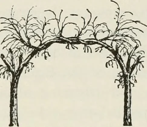 An illustration from Victorian gardens: The art of beautifying suburban home grounds, 1870, leaf 129