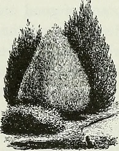 An illustration from Victorian gardens: The art of beautifying suburban home grounds, 1870, leaf 140