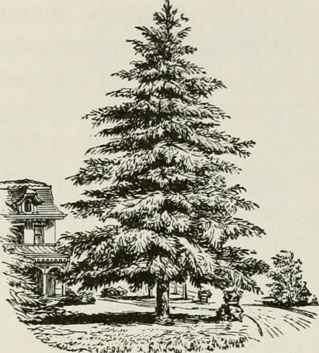 An illustration from Victorian gardens: The art of beautifying suburban home grounds, 1870, leaf 239