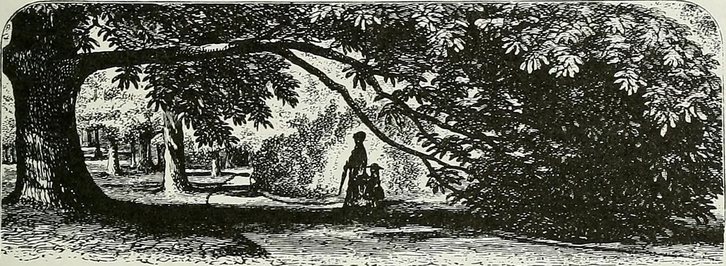 An illustration from Victorian gardens: The art of beautifying suburban home grounds, 1870, leaf 84