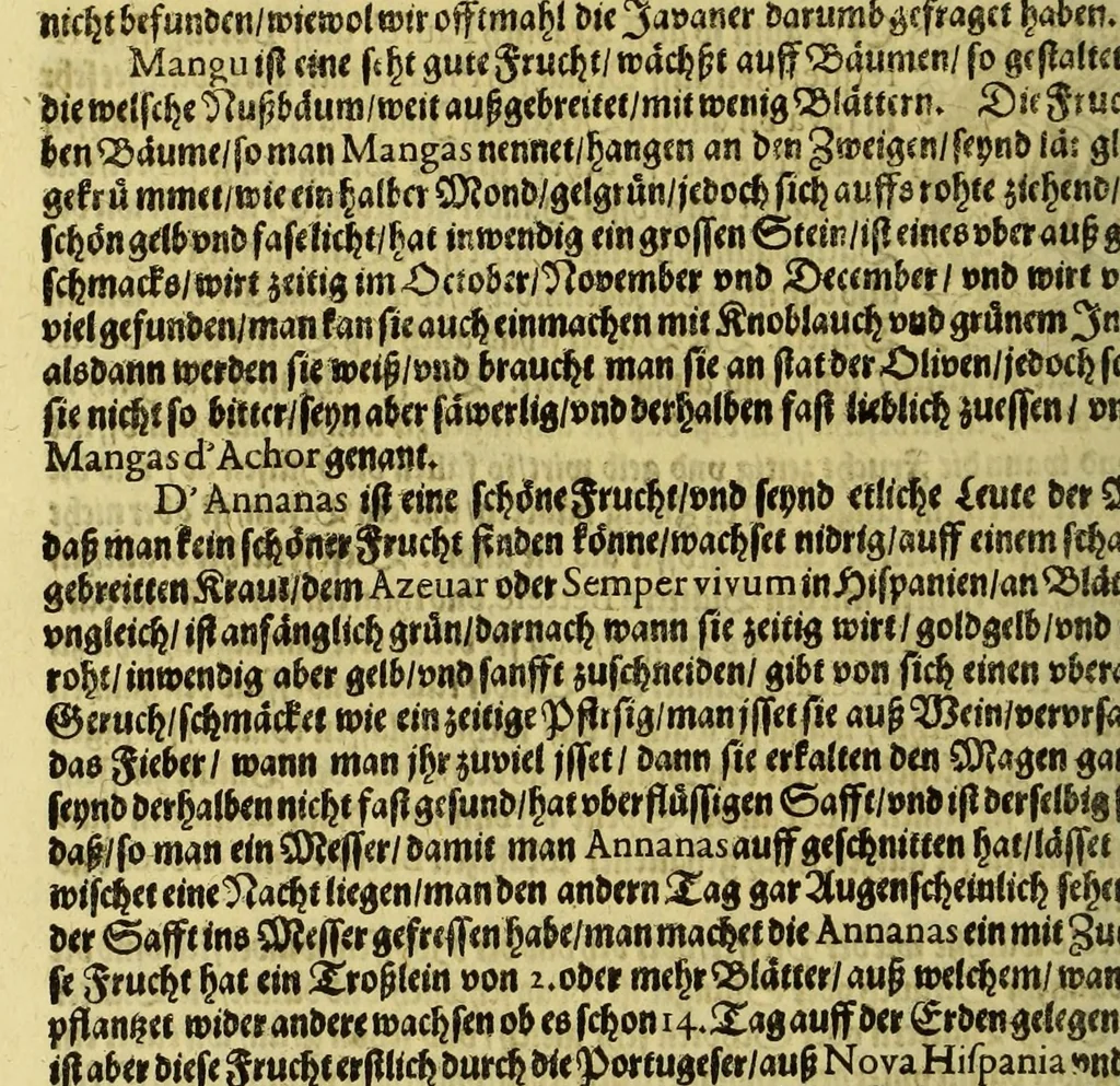 An illustration from Vierder Theil der Orie[n]talischen Indien, in welchen erstlich gehandelt wirt, von allerley Thiern, Früchten, Obs, vnd Bäumen, item von allerhand Würtz, Specereyen vnd Materialen, auch von Perlen vnd allerley Edelgesteinen, so in gemelten Indien gefunden werden, wo vnd wie sie wachsen, daselbst geschätzet, gekaufft, vnd genant werden: beschrieben durch Johan[n] Hugen von Lintschotten, vnd andere. : Auch mit schönen Annotationibus gezieret vnd erkläret durch Bernardum Paludanum Med. D. in Enckheusen. Zum andern, die letzte Reise der Holländer in die Ost-Indien, welche aussgefahren im Frühling dess 1598. Jahrs, vnd mit 4. Schiffen widerumb glücklich anheim gelanget, im Monat Julio dess 1599. Jahrs,, 1617, leaf 118