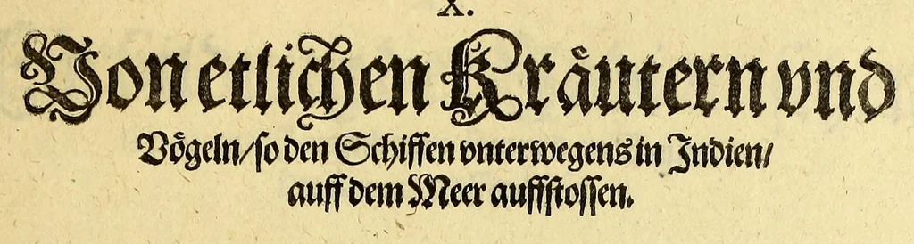 An illustration from Vierder Theil der Orie[n]talischen Indien, in welchen erstlich gehandelt wirt, von allerley Thiern, Früchten, Obs, vnd Bäumen, item von allerhand Würtz, Specereyen vnd Materialen, auch von Perlen vnd allerley Edelgesteinen, so in gemelten Indien gefunden werden, wo vnd wie sie wachsen, daselbst geschätzet, gekaufft, vnd genant werden: beschrieben durch Johan[n] Hugen von Lintschotten, vnd andere. : Auch mit schönen Annotationibus gezieret vnd erkläret durch Bernardum Paludanum Med. D. in Enckheusen. Zum andern, die letzte Reise der Holländer in die Ost-Indien, welche aussgefahren im Frühling dess 1598. Jahrs, vnd mit 4. Schiffen widerumb glücklich anheim gelanget, im Monat Julio dess 1599. Jahrs,, 1617, leaf 155