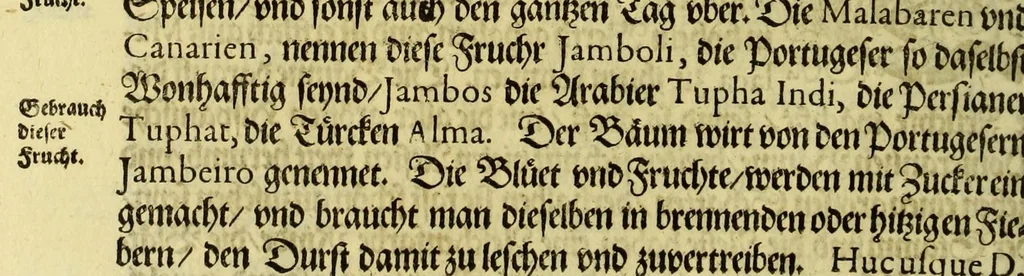 An illustration from Vierder Theil der Orie[n]talischen Indien, in welchen erstlich gehandelt wirt, von allerley Thiern, Früchten, Obs, vnd Bäumen, item von allerhand Würtz, Specereyen vnd Materialen, auch von Perlen vnd allerley Edelgesteinen, so in gemelten Indien gefunden werden, wo vnd wie sie wachsen, daselbst geschätzet, gekaufft, vnd genant werden: beschrieben durch Johan[n] Hugen von Lintschotten, vnd andere. : Auch mit schönen Annotationibus gezieret vnd erkläret durch Bernardum Paludanum Med. D. in Enckheusen. Zum andern, die letzte Reise der Holländer in die Ost-Indien, welche aussgefahren im Frühling dess 1598. Jahrs, vnd mit 4. Schiffen widerumb glücklich anheim gelanget, im Monat Julio dess 1599. Jahrs,, 1617, leaf 34