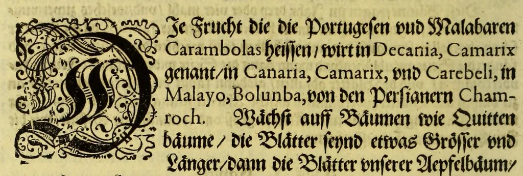 An illustration from Vierder Theil der Orie[n]talischen Indien, in welchen erstlich gehandelt wirt, von allerley Thiern, Früchten, Obs, vnd Bäumen, item von allerhand Würtz, Specereyen vnd Materialen, auch von Perlen vnd allerley Edelgesteinen, so in gemelten Indien gefunden werden, wo vnd wie sie wachsen, daselbst geschätzet, gekaufft, vnd genant werden: beschrieben durch Johan[n] Hugen von Lintschotten, vnd andere. : Auch mit schönen Annotationibus gezieret vnd erkläret durch Bernardum Paludanum Med. D. in Enckheusen. Zum andern, die letzte Reise der Holländer in die Ost-Indien, welche aussgefahren im Frühling dess 1598. Jahrs, vnd mit 4. Schiffen widerumb glücklich anheim gelanget, im Monat Julio dess 1599. Jahrs,, 1617, leaf 36