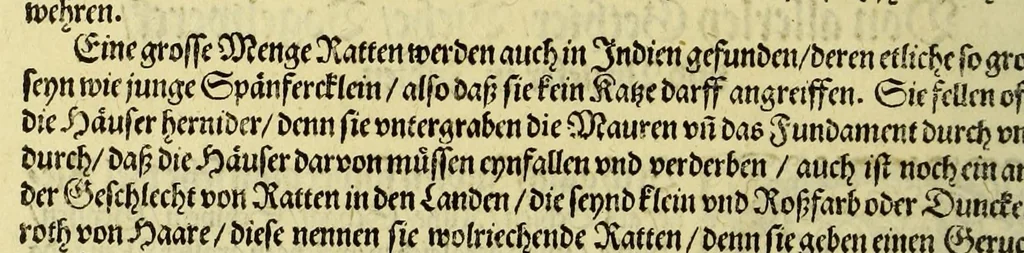 An illustration from Vierder Theil der Orientalischen Indien, in welchem erstlich gehandelt wirdt, von allerley Thieren, Früchten, Obs, vn[d] Bäumen, item von allerhand Würtz, Specereyen vnd Materialen, auch von Perlen vnd allerley Edelgesteinen, so in gemeldten Indien gefunden werden, wo vnd wie sie wachsen, auch wie sie daselbt geschätzet, gekaufft, vnd genannt werden, beschrieben durch Johann Hugen von Lintschotten, vnd andere. : Auch mit schönen Annotationibus gezieret vnd erkläret durch Bernardum Paludanum Medicinae D. in Enckheusen. Zum andern, die letzte Reise der Holländer in die Ost-Indien, welche aussgefahren im Frühling dess 1598. Jahrs. vnd mit 4. Schiffen wiederumb glücklich anheim gelanget, im Monat Julio dess 1599. Jahrs,, 1600, leaf 16