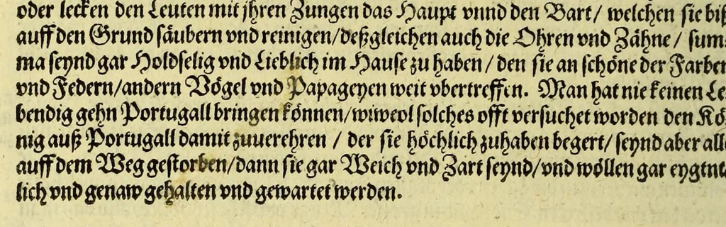 An illustration from Vierder Theil der Orientalischen Indien, in welchem erstlich gehandelt wirdt, von allerley Thieren, Früchten, Obs, vn[d] Bäumen, item von allerhand Würtz, Specereyen vnd Materialen, auch von Perlen vnd allerley Edelgesteinen, so in gemeldten Indien gefunden werden, wo vnd wie sie wachsen, auch wie sie daselbt geschätzet, gekaufft, vnd genannt werden, beschrieben durch Johann Hugen von Lintschotten, vnd andere. : Auch mit schönen Annotationibus gezieret vnd erkläret durch Bernardum Paludanum Medicinae D. in Enckheusen. Zum andern, die letzte Reise der Holländer in die Ost-Indien, welche aussgefahren im Frühling dess 1598. Jahrs. vnd mit 4. Schiffen wiederumb glücklich anheim gelanget, im Monat Julio dess 1599. Jahrs,, 1600, leaf 18