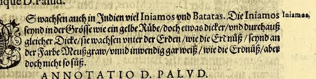 An illustration from Vierder Theil der Orientalischen Indien, in welchem erstlich gehandelt wirdt, von allerley Thieren, Früchten, Obs, vn[d] Bäumen, item von allerhand Würtz, Specereyen vnd Materialen, auch von Perlen vnd allerley Edelgesteinen, so in gemeldten Indien gefunden werden, wo vnd wie sie wachsen, auch wie sie daselbt geschätzet, gekaufft, vnd genannt werden, beschrieben durch Johann Hugen von Lintschotten, vnd andere. : Auch mit schönen Annotationibus gezieret vnd erkläret durch Bernardum Paludanum Medicinae D. in Enckheusen. Zum andern, die letzte Reise der Holländer in die Ost-Indien, welche aussgefahren im Frühling dess 1598. Jahrs. vnd mit 4. Schiffen wiederumb glücklich anheim gelanget, im Monat Julio dess 1599. Jahrs,, 1600, leaf 41