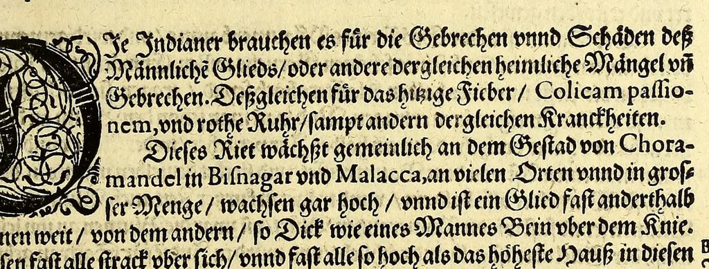 An illustration from Vierder Theil der Orientalischen Indien, in welchem erstlich gehandelt wirdt, von allerley Thieren, Früchten, Obs, vn[d] Bäumen, item von allerhand Würtz, Specereyen vnd Materialen, auch von Perlen vnd allerley Edelgesteinen, so in gemeldten Indien gefunden werden, wo vnd wie sie wachsen, auch wie sie daselbt geschätzet, gekaufft, vnd genannt werden, beschrieben durch Johann Hugen von Lintschotten, vnd andere. : Auch mit schönen Annotationibus gezieret vnd erkläret durch Bernardum Paludanum Medicinae D. in Enckheusen. Zum andern, die letzte Reise der Holländer in die Ost-Indien, welche aussgefahren im Frühling dess 1598. Jahrs. vnd mit 4. Schiffen wiederumb glücklich anheim gelanget, im Monat Julio dess 1599. Jahrs,, 1600, leaf 51