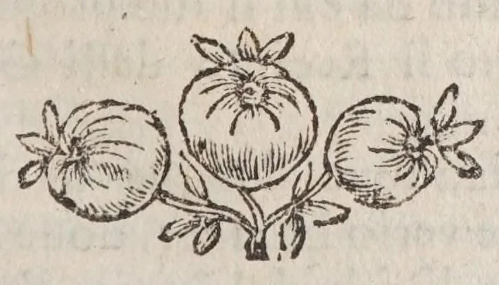 An illustration from Villa Borghese fvori di Porta Pinciana : con l'ornamenti che si osseruano nel di lei palazzo e con le figure delle statue più singolare : all'illustriss. ... d. Gio:Battista Borghese., 1700, leaf 137