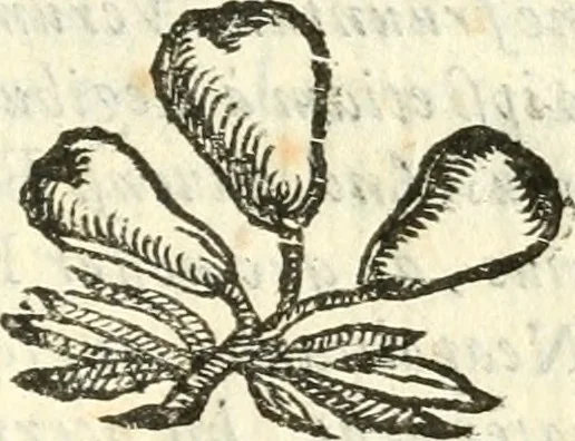 An illustration from Vindex Neapolitanae nobilitatis Caroli Borrelli cleric. regul. minor., animaduersio in Francisci Aelii Marchesii librum De Neapolitanis familiis, 1653, leaf 124