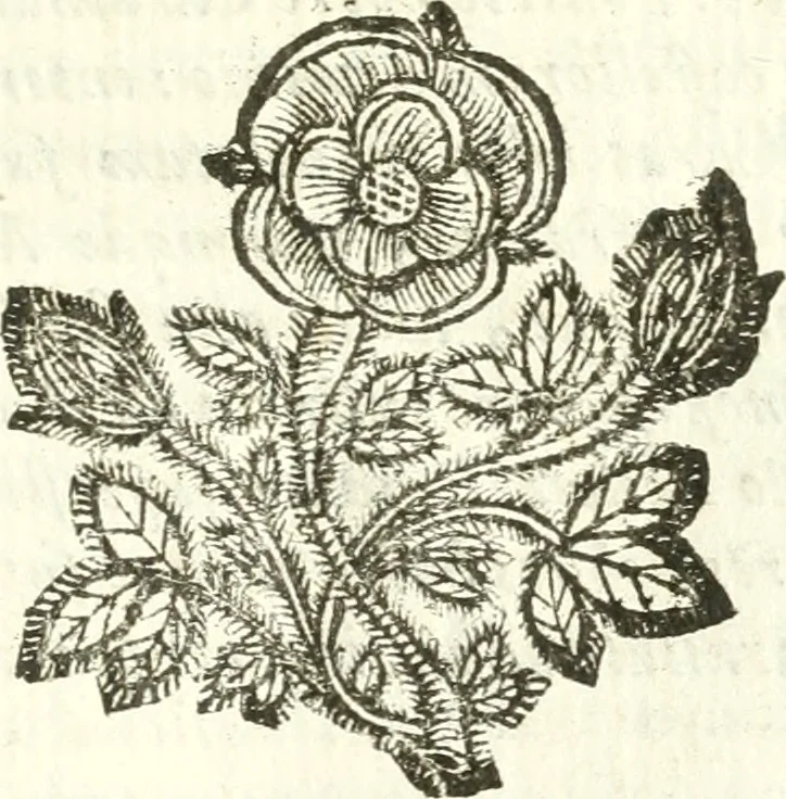 An illustration from Vindex Neapolitanae nobilitatis Caroli Borrelli cleric. regul. minor., animaduersio in Francisci Aelii Marchesii librum De Neapolitanis familiis, 1653, leaf 160