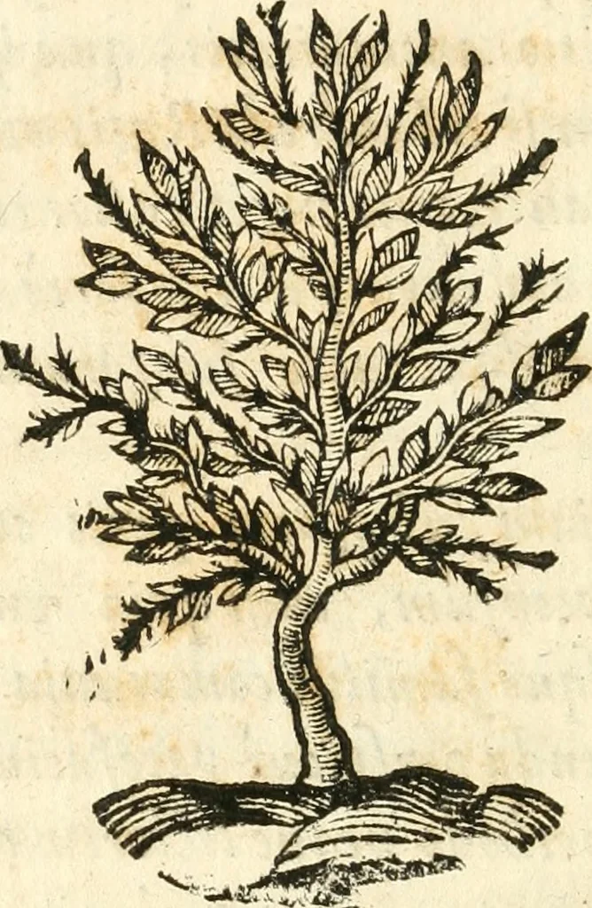 An illustration from Vindex Neapolitanae nobilitatis Caroli Borrelli cleric. regul. minor., animaduersio in Francisci Aelii Marchesii librum De Neapolitanis familiis, 1653, leaf 23