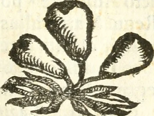 An illustration from Vindex Neapolitanae nobilitatis Caroli Borrelli cleric. regul. minor., animaduersio in Francisci Aelii Marchesii librum De Neapolitanis familiis, 1653, leaf 50