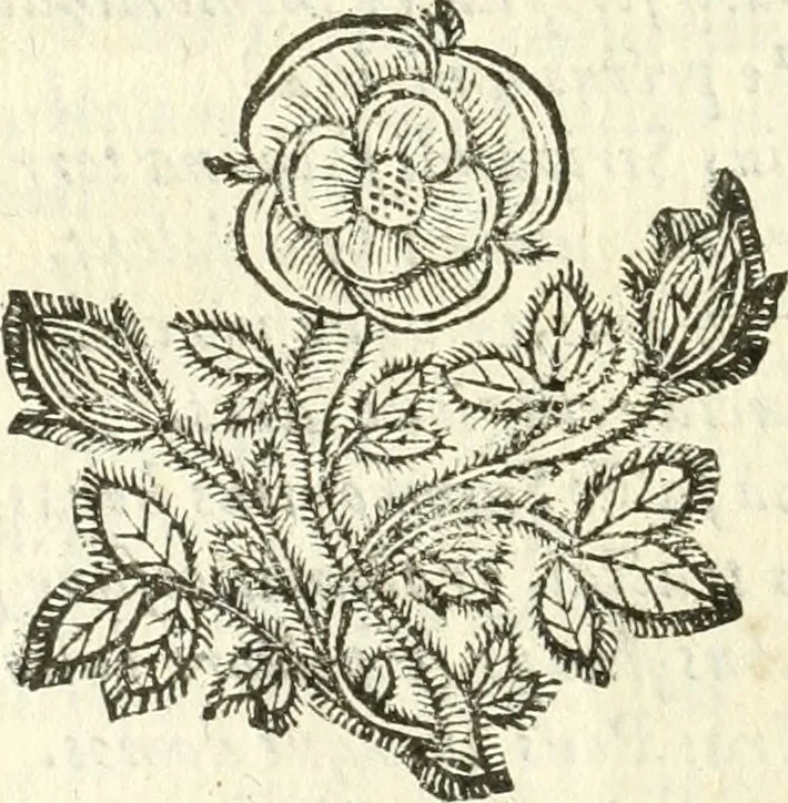 An illustration from Vindex Neapolitanae nobilitatis Caroli Borrelli cleric. regul. minor., animaduersio in Francisci Aelii Marchesii librum De Neapolitanis familiis, 1653, leaf 79
