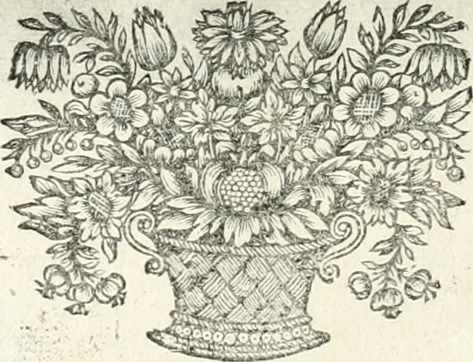 An illustration from Innocentia vindicata : in qua gravissimis argumentis ex S. Thoma petitis ostenditur, angelicum doctorem pro immaculato conceptu Deiparae sensisse & scripsisse ..., 1698, leaf 177