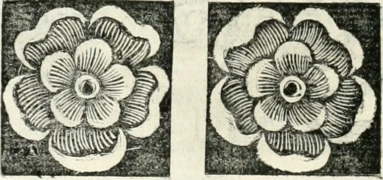 An illustration from Innocentia vindicata : in qua gravissimis argumentis ex S. Thoma petitis ostenditur, angelicum doctorem pro immaculato conceptu Deiparae sensisse & scripsisse ..., 1698, leaf 193