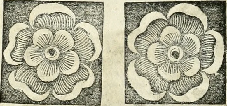 An illustration from Innocentia vindicata : in qua gravissimis argumentis ex S. Thoma petitis ostenditur, angelicum doctorem pro immaculato conceptu Deiparae sensisse & scripsisse ..., 1698, leaf 215