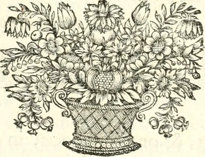 An illustration from Innocentia vindicata : in qua gravissimis argumentis ex S. Thoma petitis ostenditur, angelicum doctorem pro immaculato conceptu Deiparae sensisse & scripsisse ..., 1698, leaf 38