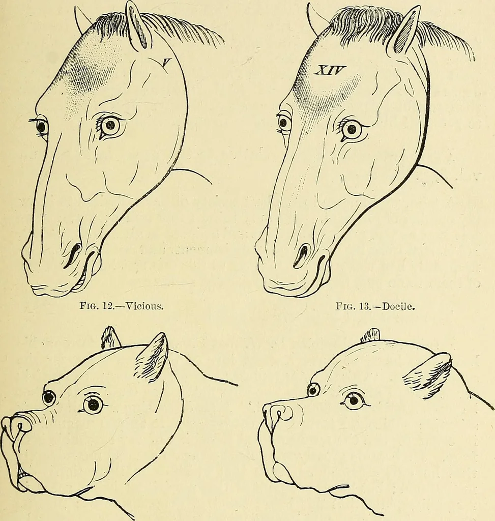 An illustration from A vindication of phrenology, 1894, leaf 110