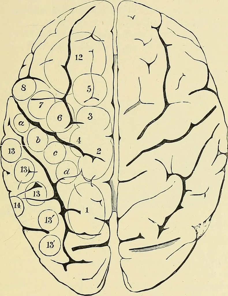 An illustration from A vindication of phrenology, 1894, leaf 210