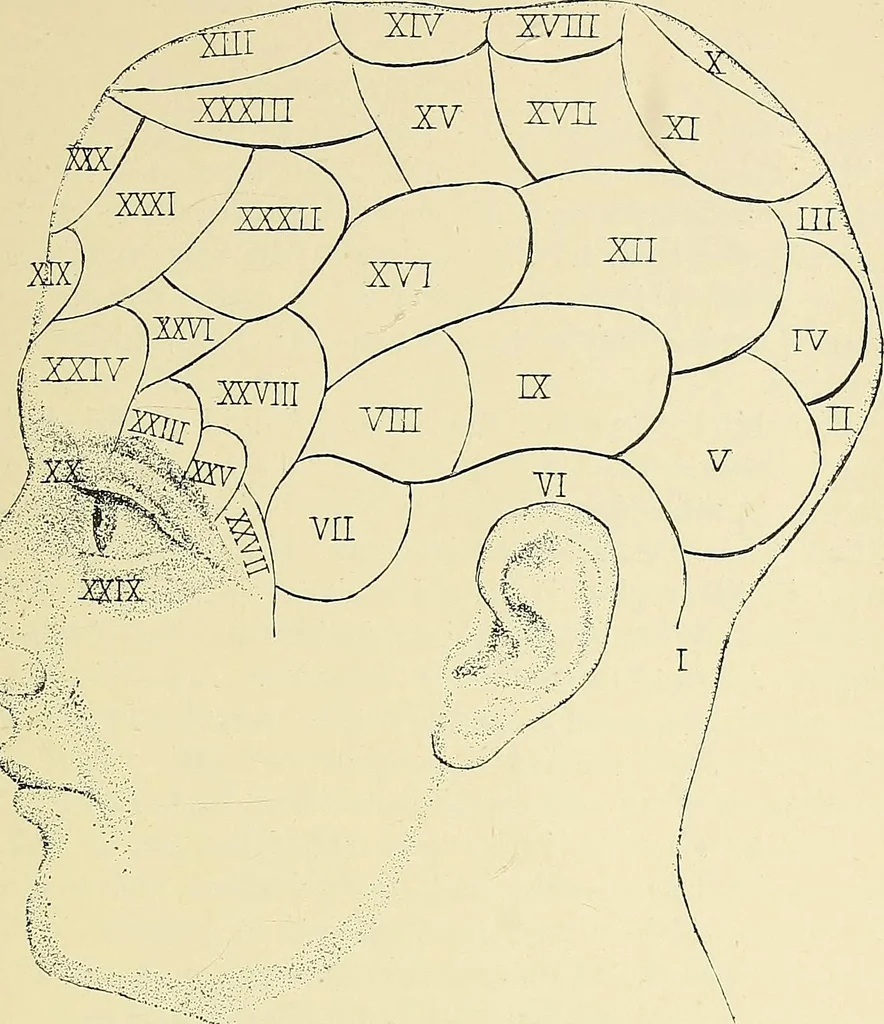 An illustration from A vindication of phrenology, 1894, leaf 282