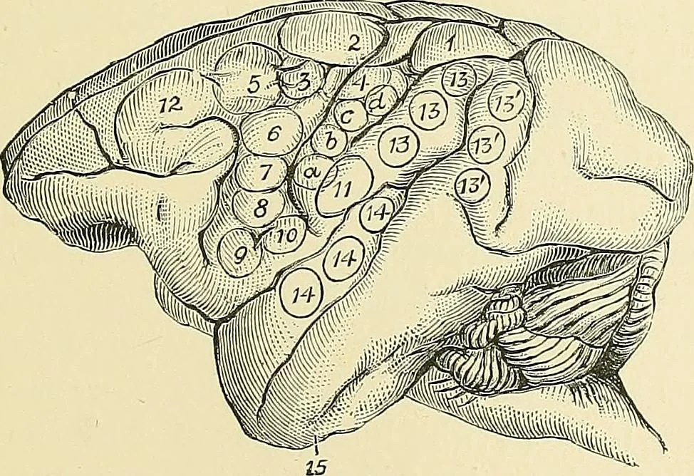 An illustration from A vindication of phrenology, 1894, leaf 282