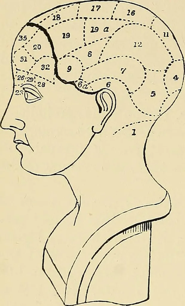 An illustration from A vindication of phrenology, 1894, leaf 355