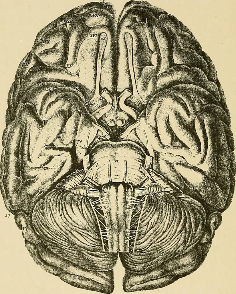 An illustration from A vindication of phrenology, 1894, leaf 363
