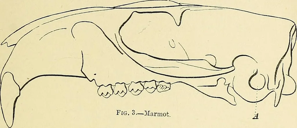 An illustration from A vindication of phrenology, 1894, leaf 54