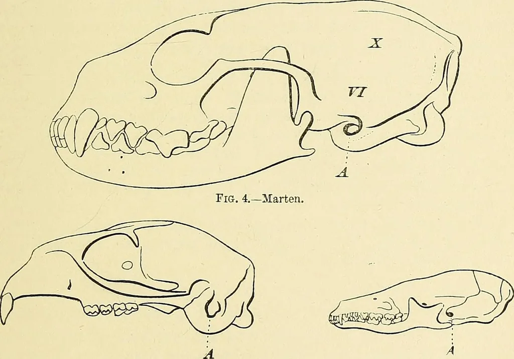 An illustration from A vindication of phrenology, 1894, leaf 54