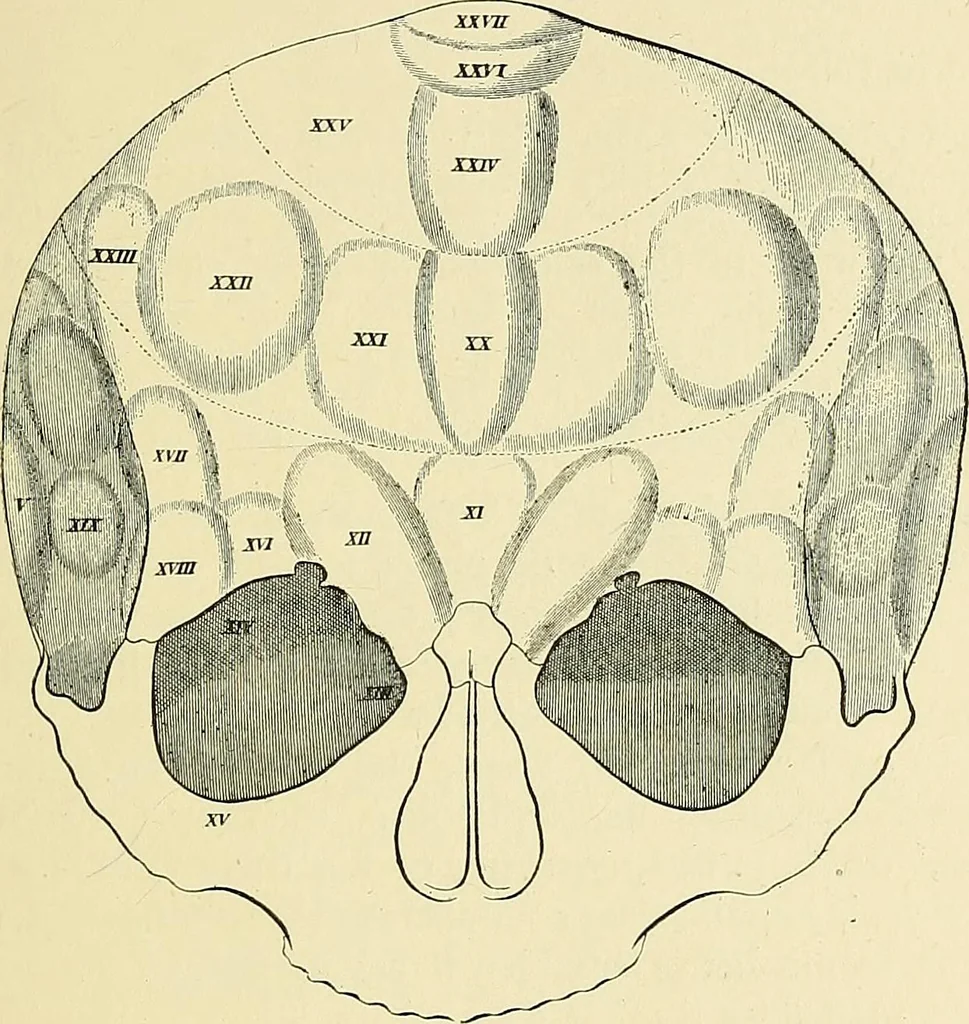 An illustration from A vindication of phrenology, 1894, leaf 68
