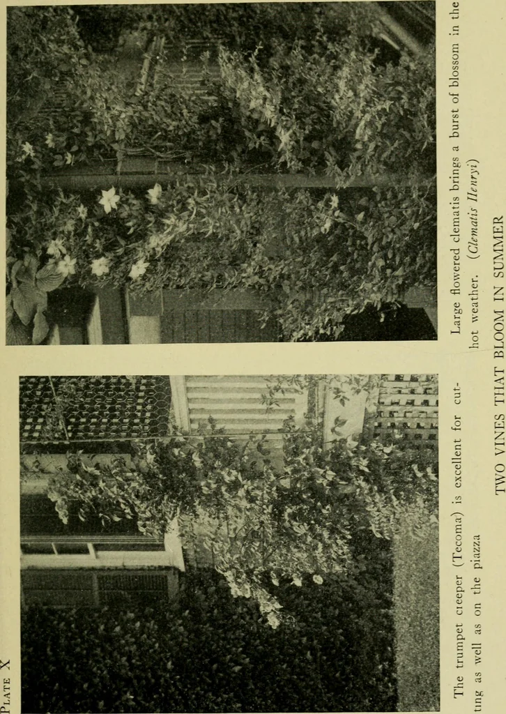 An illustration from Vines and how to grow them; a manual of climbing plants for flower, foliage and fruit effects, both ornamental and useful, including those shrubs and similar forms that may be used as vines, 1911, leaf 118