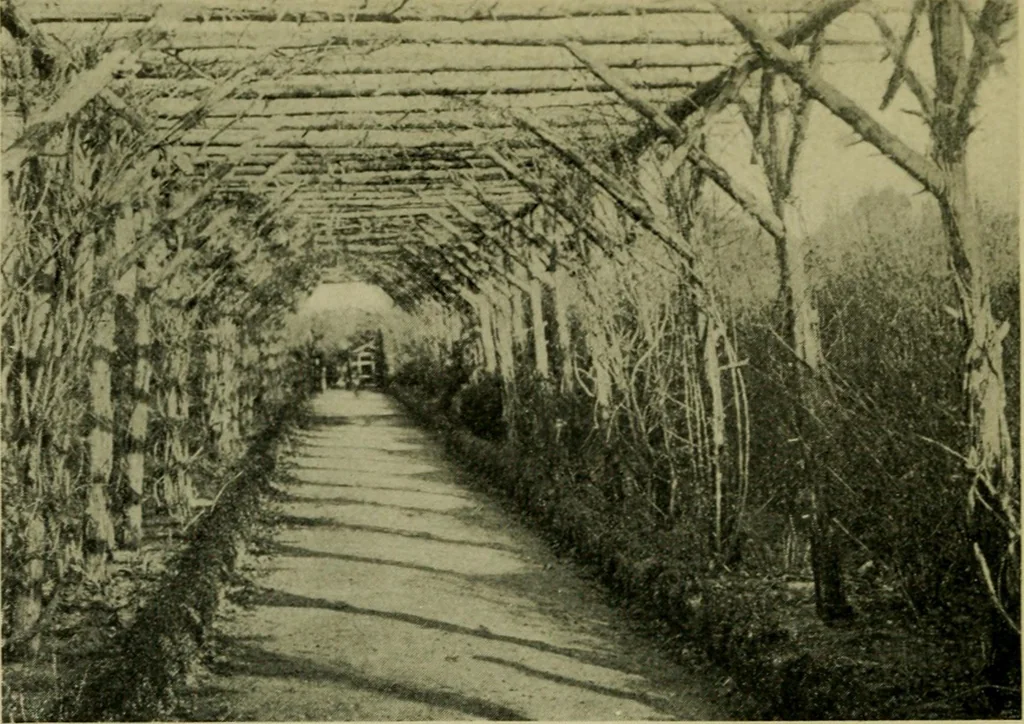 An illustration from Vines and how to grow them; a manual of climbing plants for flower, foliage and fruit effects, both ornamental and useful, including those shrubs and similar forms that may be used as vines, 1911, leaf 119