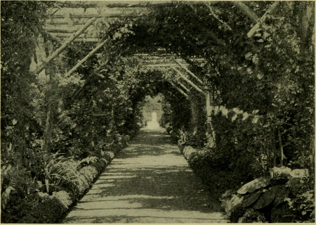 An illustration from Vines and how to grow them; a manual of climbing plants for flower, foliage and fruit effects, both ornamental and useful, including those shrubs and similar forms that may be used as vines, 1911, leaf 119