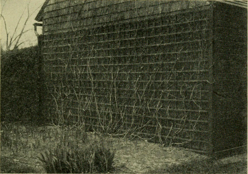 An illustration from Vines and how to grow them; a manual of climbing plants for flower, foliage and fruit effects, both ornamental and useful, including those shrubs and similar forms that may be used as vines, 1911, leaf 136