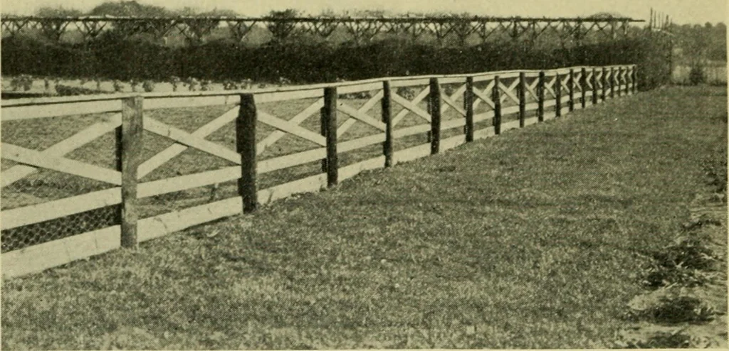 An illustration from Vines and how to grow them; a manual of climbing plants for flower, foliage and fruit effects, both ornamental and useful, including those shrubs and similar forms that may be used as vines, 1911, leaf 137