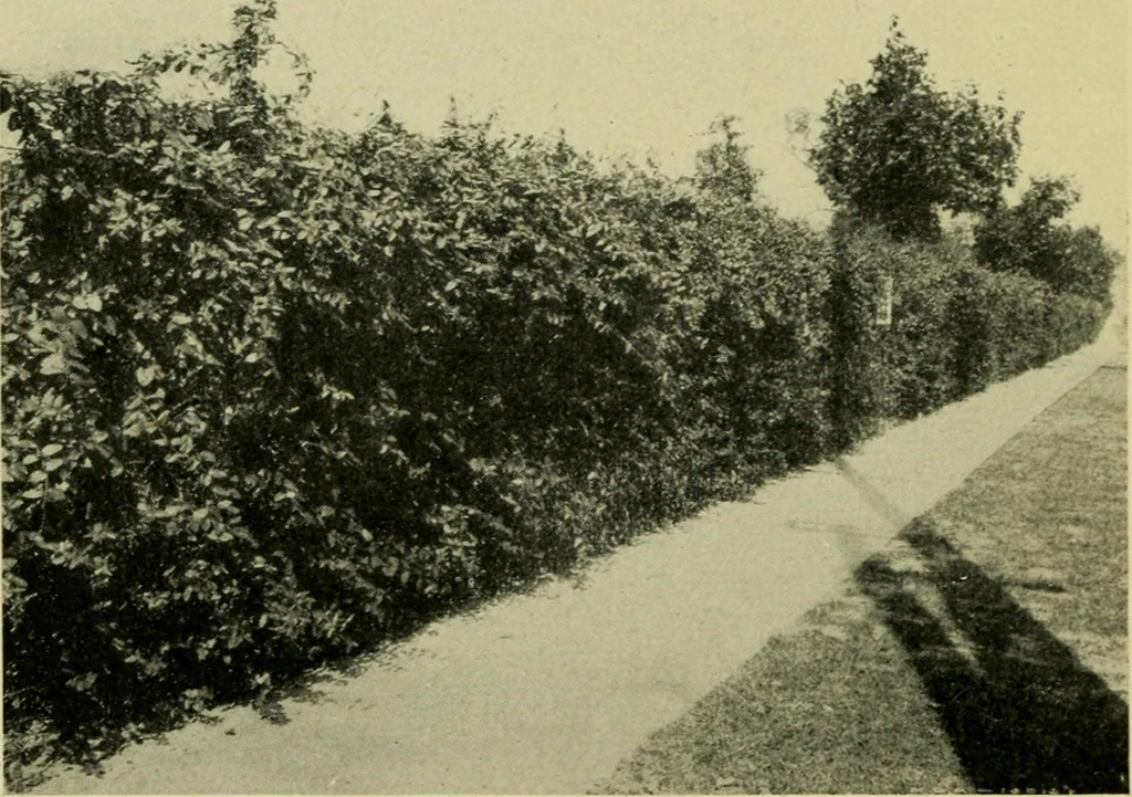An illustration from Vines and how to grow them; a manual of climbing plants for flower, foliage and fruit effects, both ornamental and useful, including those shrubs and similar forms that may be used as vines, 1911, leaf 137
