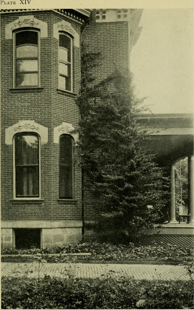 An illustration from Vines and how to grow them; a manual of climbing plants for flower, foliage and fruit effects, both ornamental and useful, including those shrubs and similar forms that may be used as vines, 1911, leaf 154