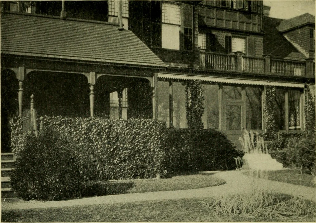 An illustration from Vines and how to grow them; a manual of climbing plants for flower, foliage and fruit effects, both ornamental and useful, including those shrubs and similar forms that may be used as vines, 1911, leaf 155