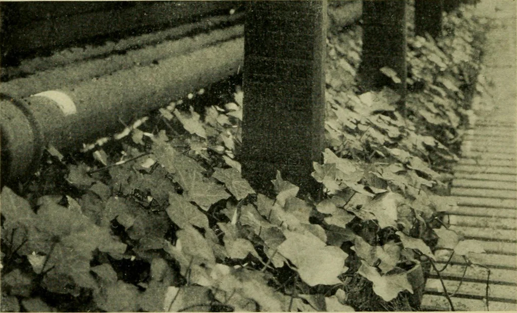 An illustration from Vines and how to grow them; a manual of climbing plants for flower, foliage and fruit effects, both ornamental and useful, including those shrubs and similar forms that may be used as vines, 1911, leaf 155