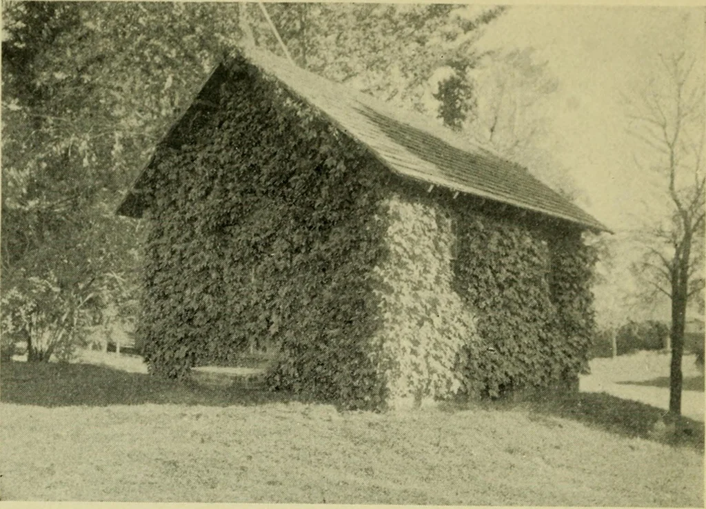 An illustration from Vines and how to grow them; a manual of climbing plants for flower, foliage and fruit effects, both ornamental and useful, including those shrubs and similar forms that may be used as vines, 1911, leaf 173