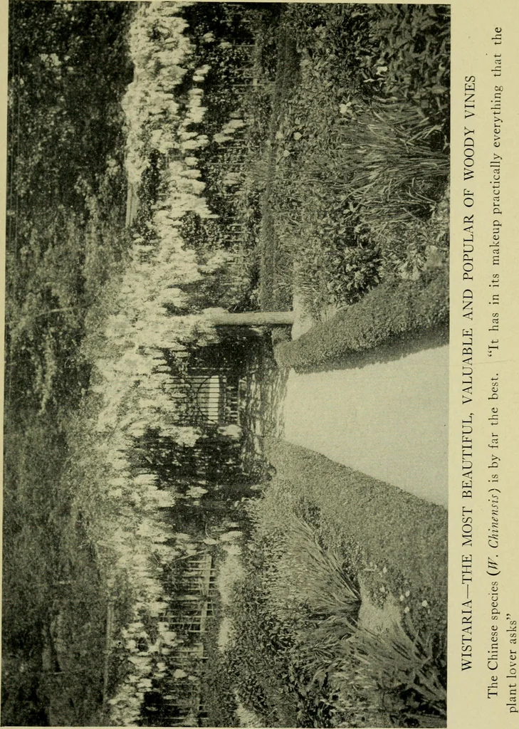 An illustration from Vines and how to grow them; a manual of climbing plants for flower, foliage and fruit effects, both ornamental and useful, including those shrubs and similar forms that may be used as vines, 1911, leaf 190